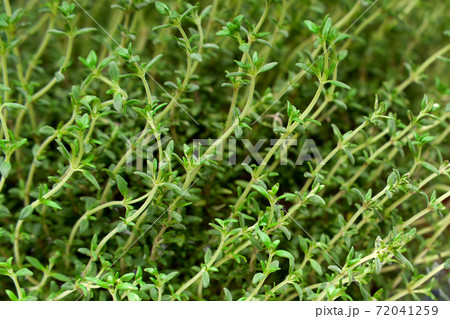 Green thyme growing background pattern close up Green thyme growing background pattern close up 72041259
