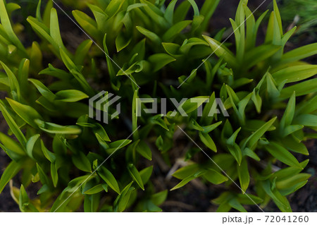 Green leaves view from up side gardening 72041260