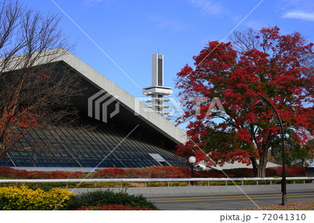 11月 世田谷493駒沢公園トウカエデの紅葉 11月 世田谷493駒沢公園トウカエデの紅葉 72041310