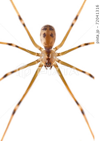 Spider on the wall Spider on the wall 72041316