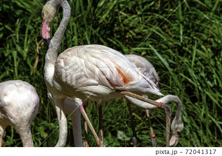 Greater flamingo (Phoenicopterus roseus) - Spain Greater flamingo (Phoenicopterus roseus) - Spain 72041317