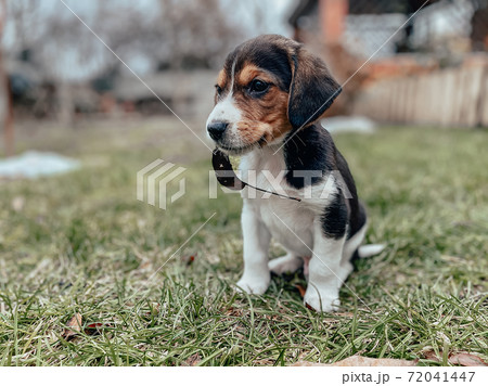 A small month-old beagle puppy sits on the lawn grass with a leaf in its mouth against the backdrop of a private house and garden. Dog breeds, photography of puppies. 72041447