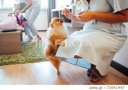The owner of the Spitz dog is playing with him and feeding him delicious snacks from his hand The owner of the Spitz dog is playing with him and feeding him delicious snacks from his hand 72041497