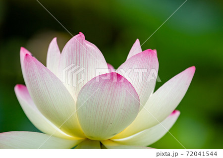 ハスの花 ハスの花 72041544
