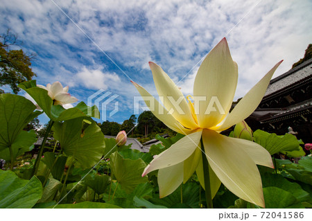 ハスの花 ハスの花 72041586