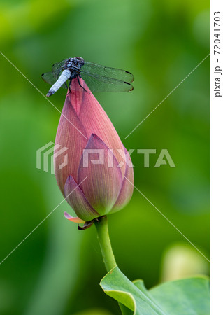 ハスの花 72041703