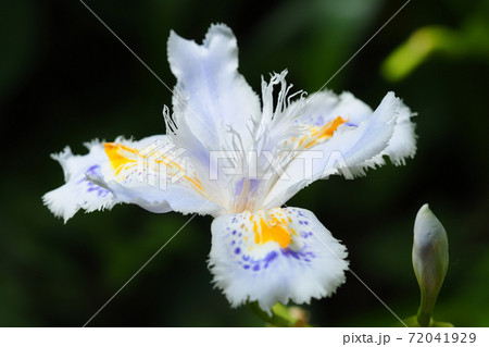 シャガの花の写真素材