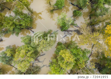 Flood in forest with green and yellow treetops from drone Flood in forest with green and yellow treetops from drone 72041955