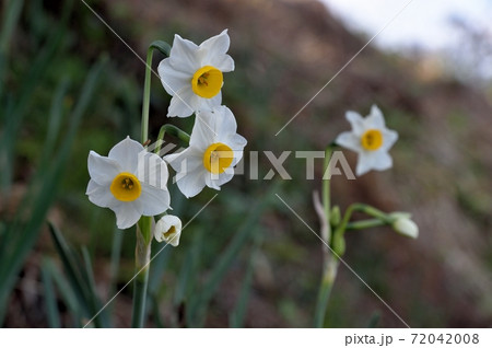 スイセンの花 72042008