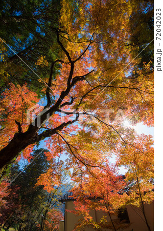 末廣神社の境内の紅葉 末廣神社の境内の紅葉 72042023
