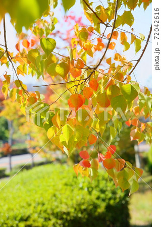 ナンキンハゼ紅葉 ナンキンハゼ紅葉 72042616