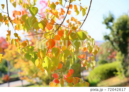 ナンキンハゼ紅葉 ナンキンハゼ紅葉 72042617