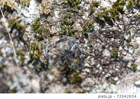 スケバハゴロモ 72042634