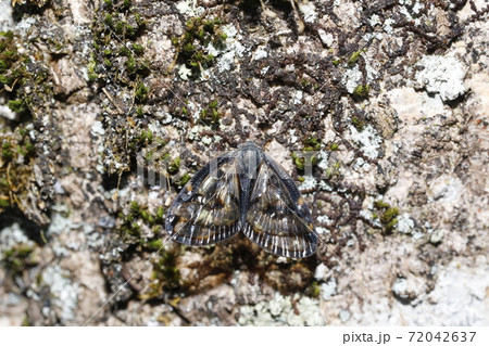 スケバハゴロモ 72042637