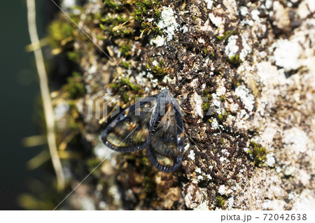 スケバハゴロモ 72042638