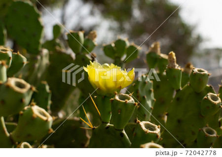 Prickly Pear Cactus with Yellow Flower in Ayia Napa coast in Cyprus. Opuntia, ficus-indica, Indian fig opuntia, barbary fig, blooming cactus pear 72042778