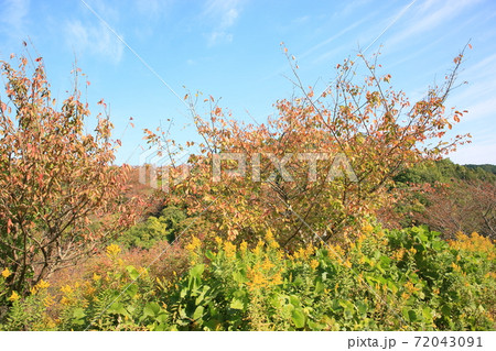 サクラ黄葉 72043091