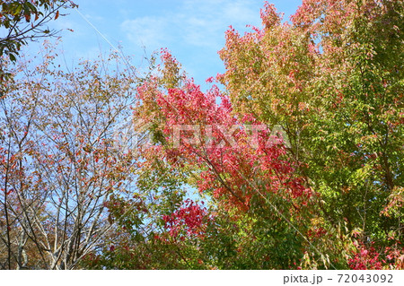 鮮やかトウカエデ紅葉 鮮やかトウカエデ紅葉 72043092