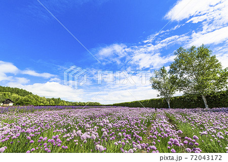 青空とチャイブの花畑　北海道中富良野町 72043172