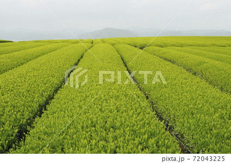 茶畑 72043225