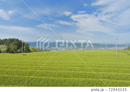 茶畑 茶畑 72043235