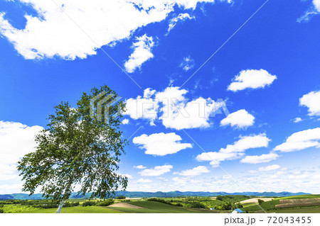 初夏の青空と新栄の丘　北海道美瑛町 72043455
