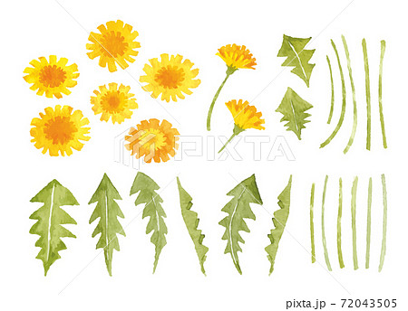 たんぽぽ 水彩イラスト 春の花のイラスト素材