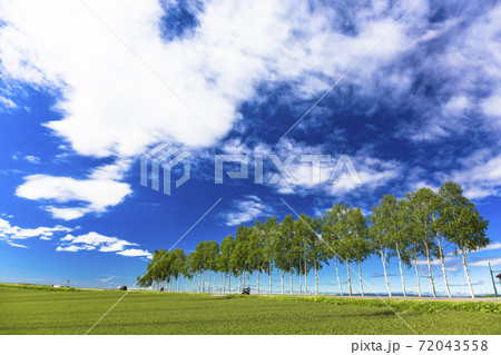 青空と白樺並木　北海道美瑛町 72043558