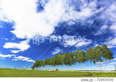 青空と白樺並木　北海道美瑛町 72043559