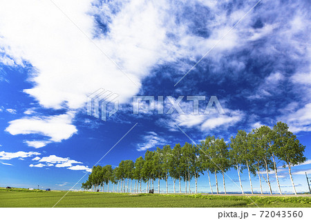 青空と白樺並木　北海道美瑛町 72043560