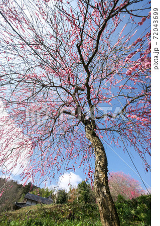 しだれ梅を見上げれば青空が。 72043699