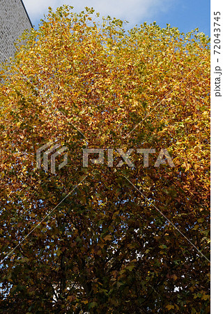 パリの街角 モンマルトル ピガール パリの街角 モンマルトル ピガール 72043745