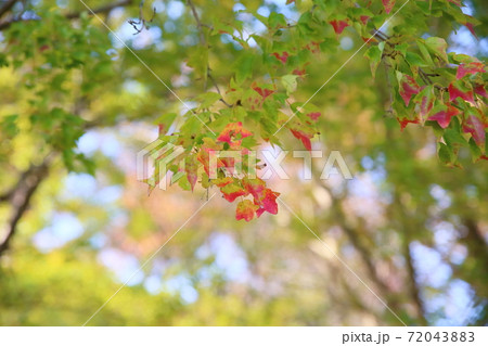トウカエデ紅葉始まり 72043883