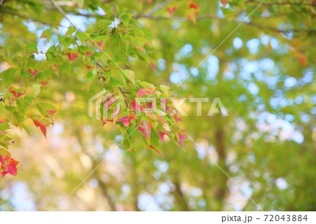 トウカエデ紅葉始まり 72043884
