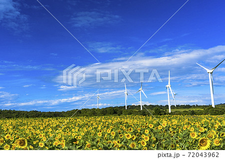青空と布引高原のひまわり 福島県郡山市の写真素材