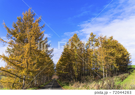 青空と紅葉したカラマツ林 北海道美瑛町の写真素材
