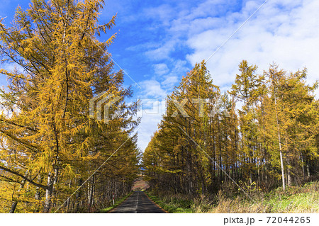 青空と紅葉したカラマツ林 北海道美瑛町の写真素材