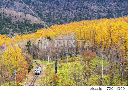 カラマツの紅葉と根室線の列車 北海道南富良野町の写真素材