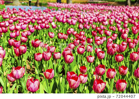 鮮やかに咲いたチューリップ畑 茨城県ひたちなか市の写真素材