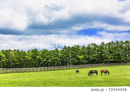 競走馬の牧場　仔馬　イメージ　北海道 72044456