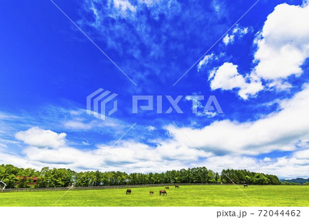 競走馬の牧場 仔馬 イメージ 北海道 競走馬の牧場 仔馬 イメージ 北海道 72044462