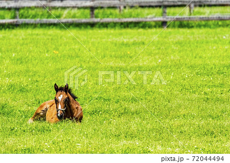競走馬の牧場　仔馬　イメージ　北海道 72044494