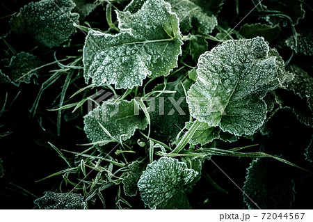冬の寒い朝 霜が付いた雑草の写真素材