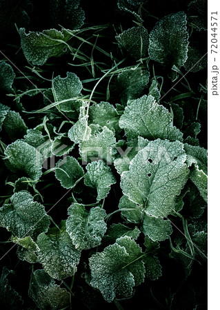 冬の寒い朝 霜が付いた雑草の写真素材