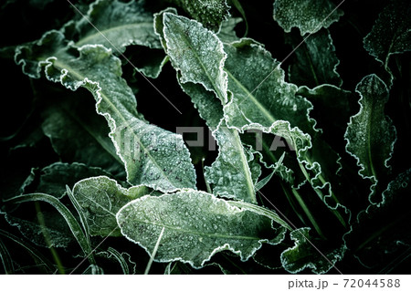 冬の寒い朝、霜が付いた雑草 冬の寒い朝、霜が付いた雑草 72044588