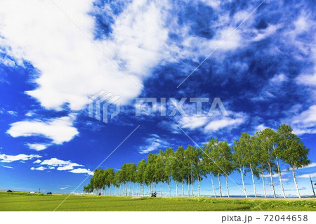 青空と白樺並木　北海道美瑛町 72044658