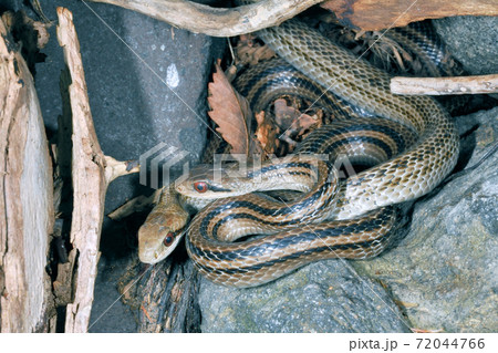 岩の隙間に潜む二匹のシマヘビ(北海道・知床) 岩の隙間に潜む二匹のシマヘビ(北海道・知床) 72044766