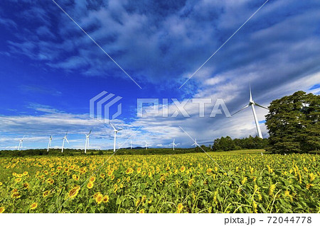 青空と布引高原のひまわり 福島県郡山市の写真素材