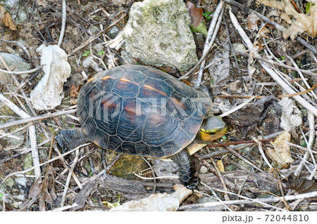 ヤエヤマセマルハコガメ(沖縄県・石垣島) ヤエヤマセマルハコガメ(沖縄県・石垣島) 72044810