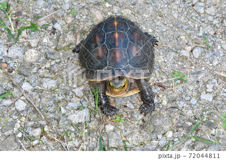 ヤエヤマセマルハコガメ(沖縄県・石垣島) ヤエヤマセマルハコガメ(沖縄県・石垣島) 72044811
